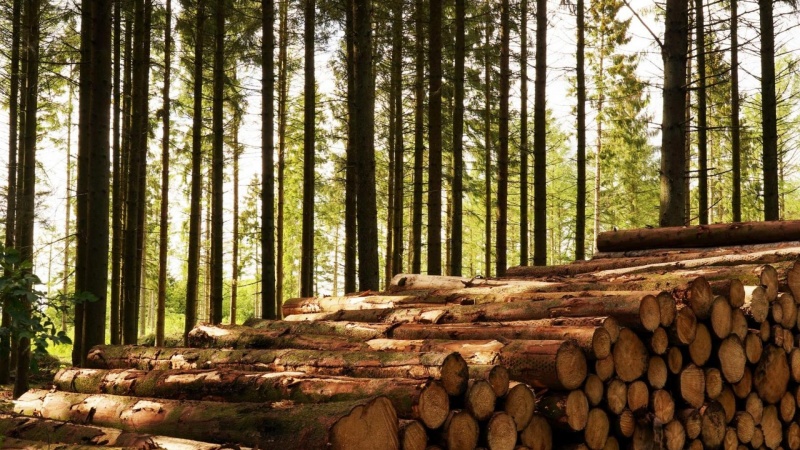 Europas skove vokser hurtigere end hugsten