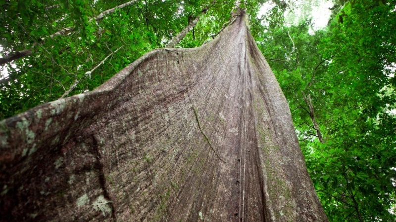 Tæt træ-samarbejde vil redde regnskoven