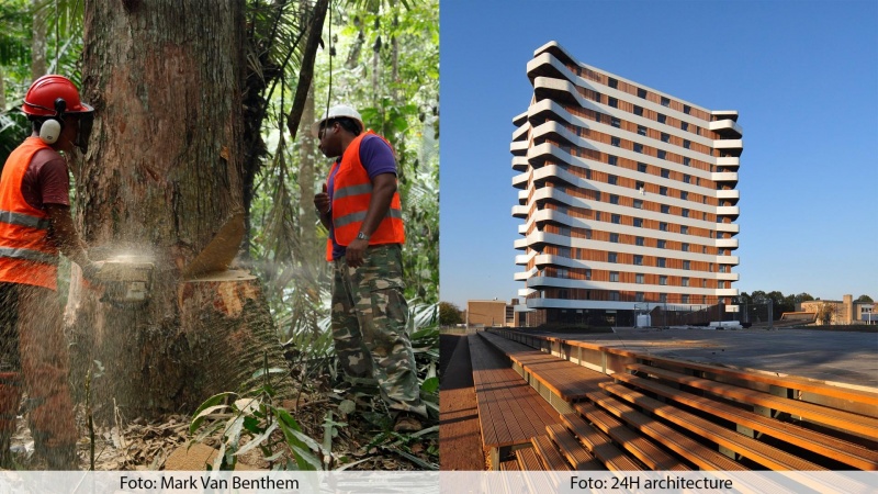 Aarhus får international konference for tropisk træ
